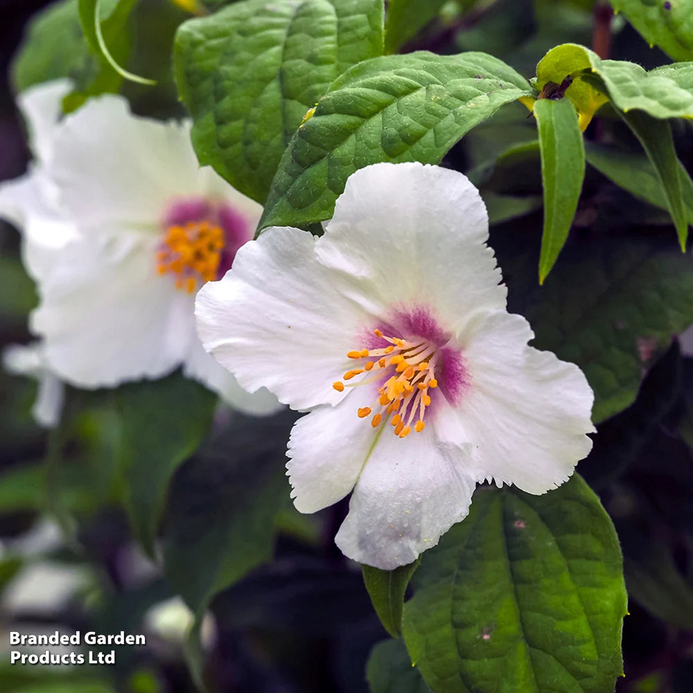 Philadelphus Belle Etoile 9cm Pot | Set of 3