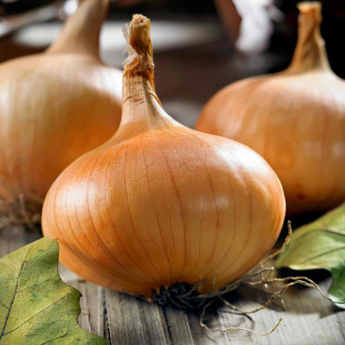 Spring-planting Onion Sets Duo Pack — Red Baron And Stuttgarter Riesen | Set of 2 | Teal & Yellow