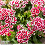 Dianthus 'dart Red White Picotee' Bicolour Garden Ready Perennial Plants | 24 x Garden Ready Plants
