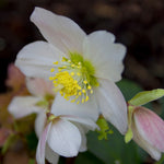 Hellebore Christmas Carol - Pure White Christmas Rose Christmas Gift | Set of 3