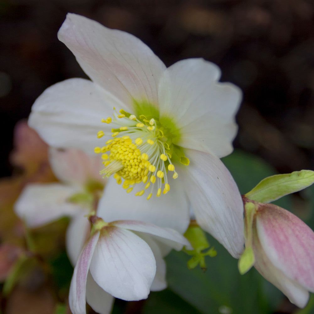 Hellebore Christmas Carol - Pure White Christmas Rose Christmas Gift | Set of 3