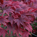 Acer Palmatum 'atropurpureum' - Purple-red Ornamental Tree | 3 x 7cm Plants | Burgundy