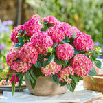 Hydrangea Macrophylla Tabletensia Pink - 10.5cm pots | Set-of-3 | Pink