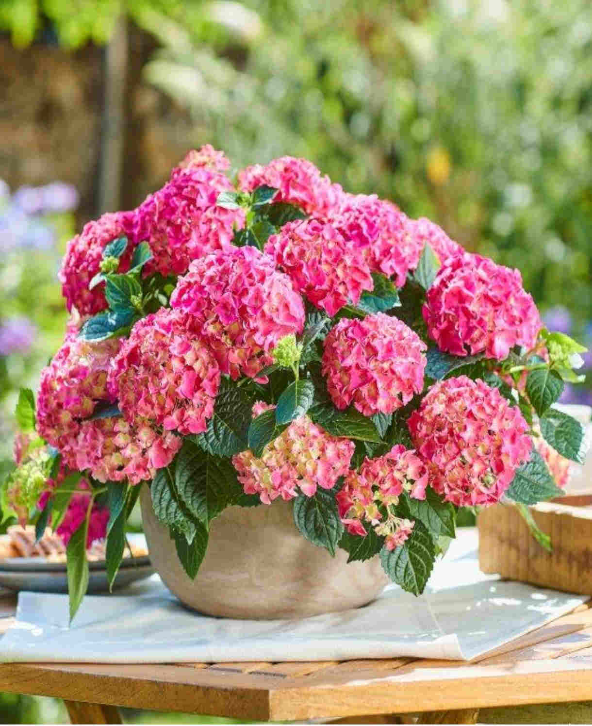 Hydrangea Macrophylla Tabletensia Pink - 10.5cm pots | Set-of-3 | Pink