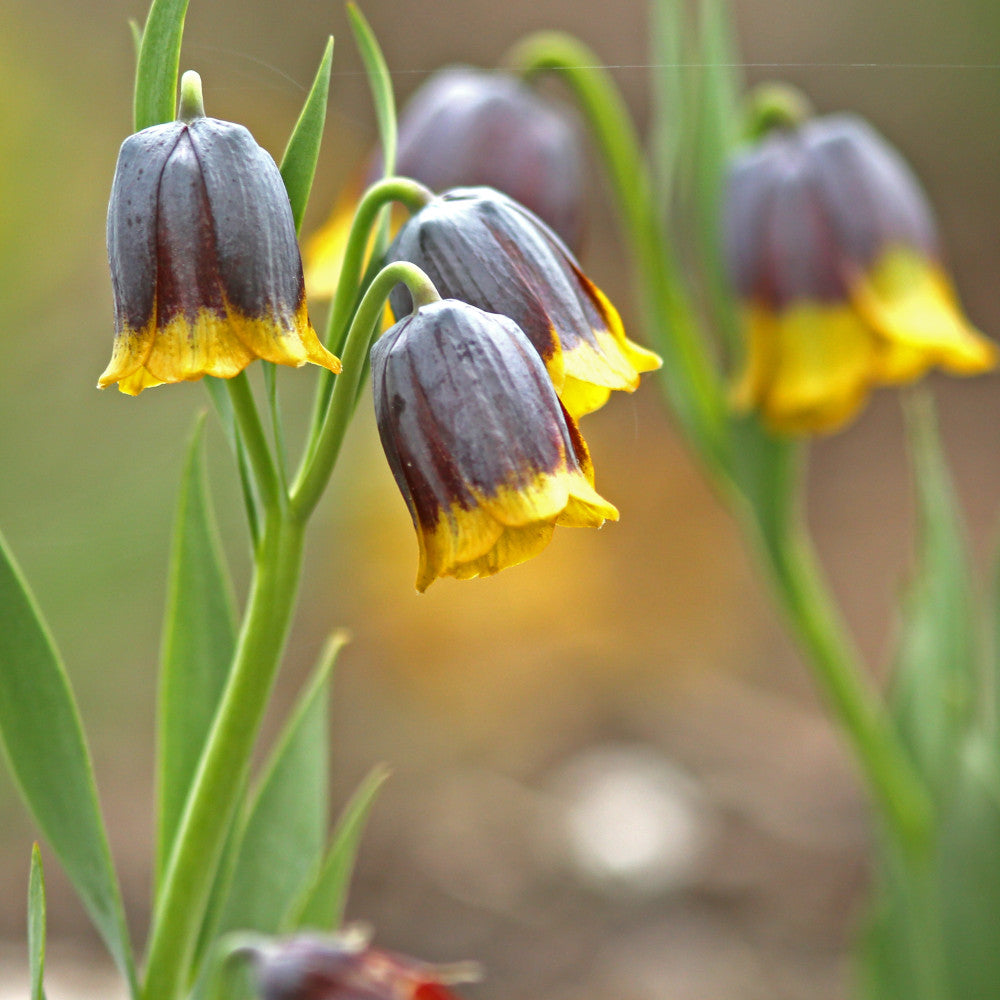 Hayloft Fritillaria Uva Vulpis - 30 Bulbs