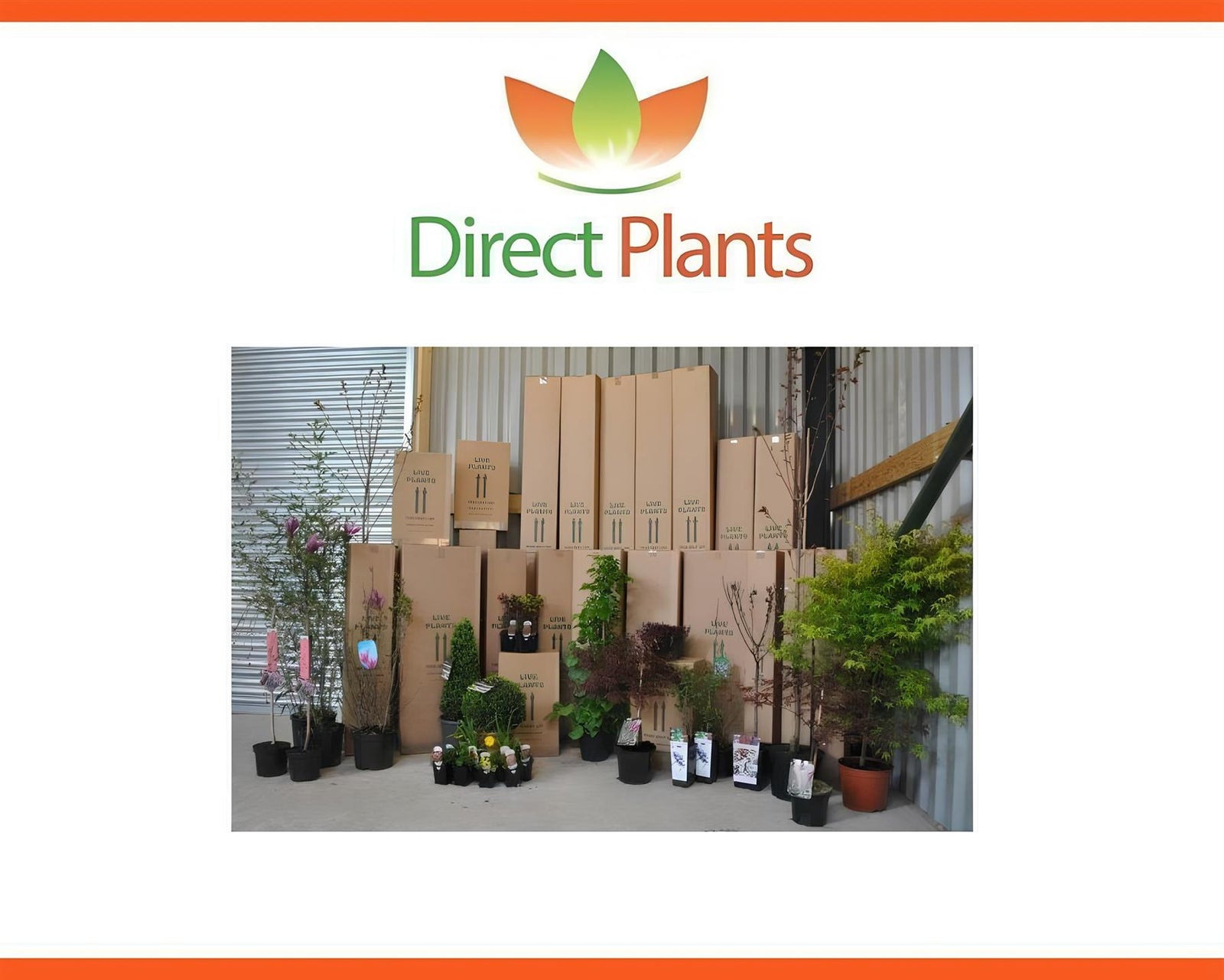 Direct Plants Mixed Garden Shrub Selection, Pack Of 5 Established Plants Supplied In 9cm Pots