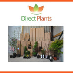 Direct Plants Quickthorn Hawthorn Hedging Trees Extra Large 4-5ft Tall Pack Of 10