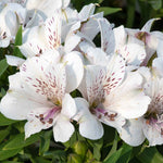 Alstroemeria 'inticancha White Magic' – Compact White & Burgundy Blooms Jumbo Plug Plants | Set of 6 | White