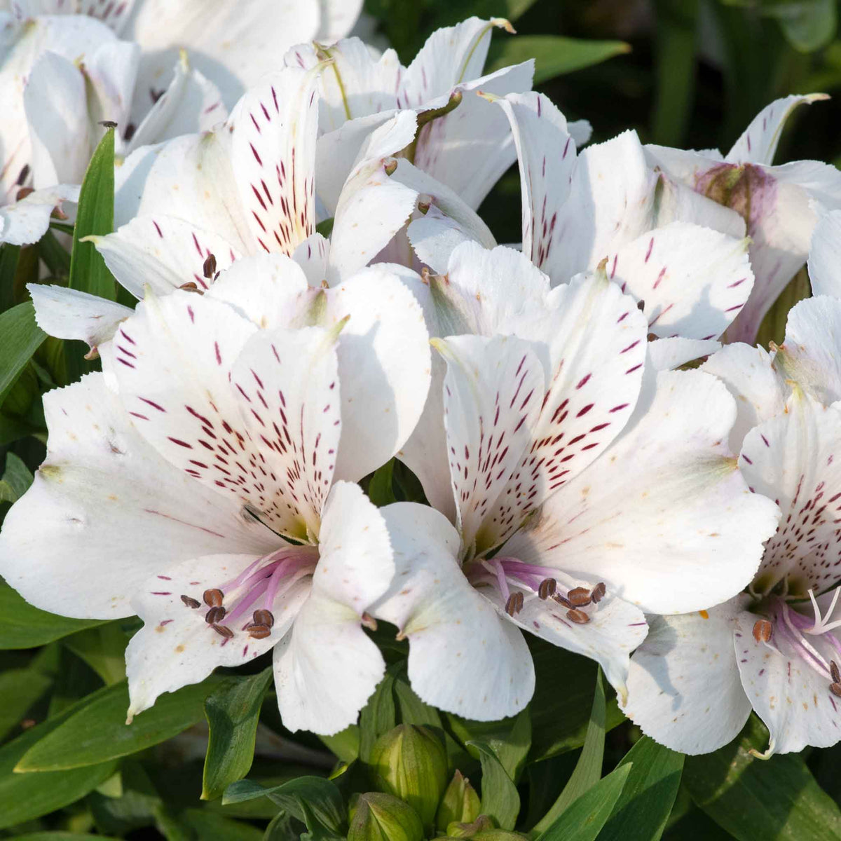 Alstroemeria 'inticancha White Magic' – Compact White & Burgundy Blooms Jumbo Plug Plants | Set of 3 | White