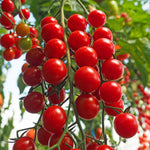 Tomato Crokini - Cherry Cordon Seeds | 8 Seeds