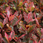 Photinia X Fraseri 'louise' Variegated Evergreen, Compact Hedge And Small Tree | 1 x 3L | Green & Pink