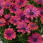Osteospermum 'dalina Purple Outback' Compact Purple-red Plug Plants | Set of 12