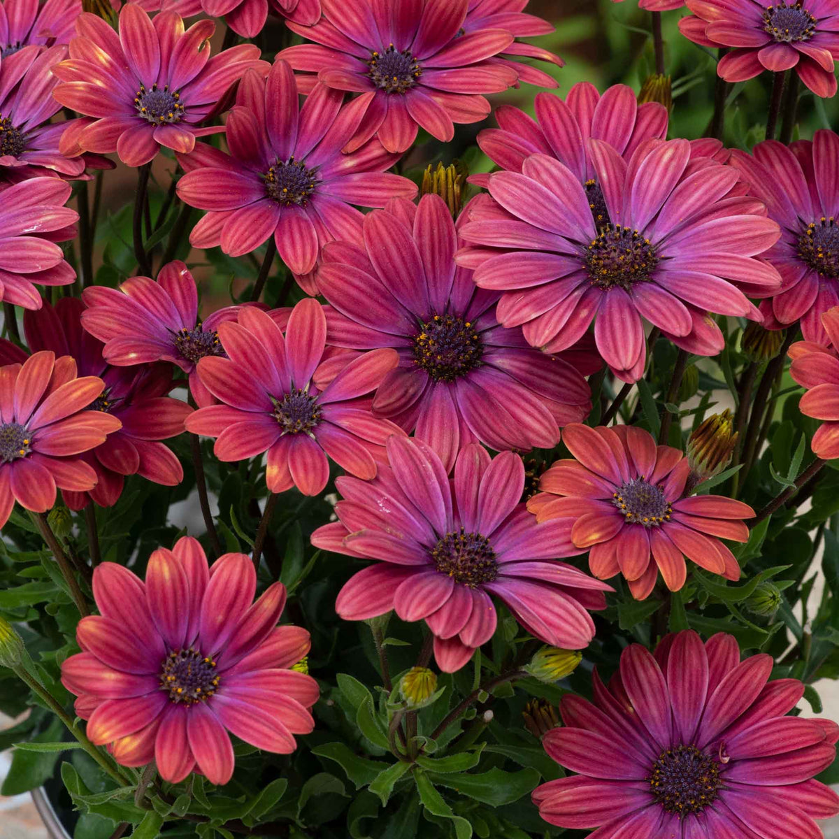 Osteospermum 'dalina Purple Outback' Compact Purple-red Plug Plants | Set of 12