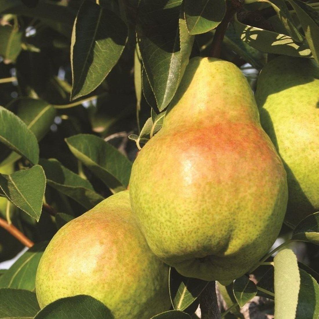 Pyrus Williams Pear Dwarf Patio Fruit Tree 3-4ft Supplied In A 5 Litre Pot