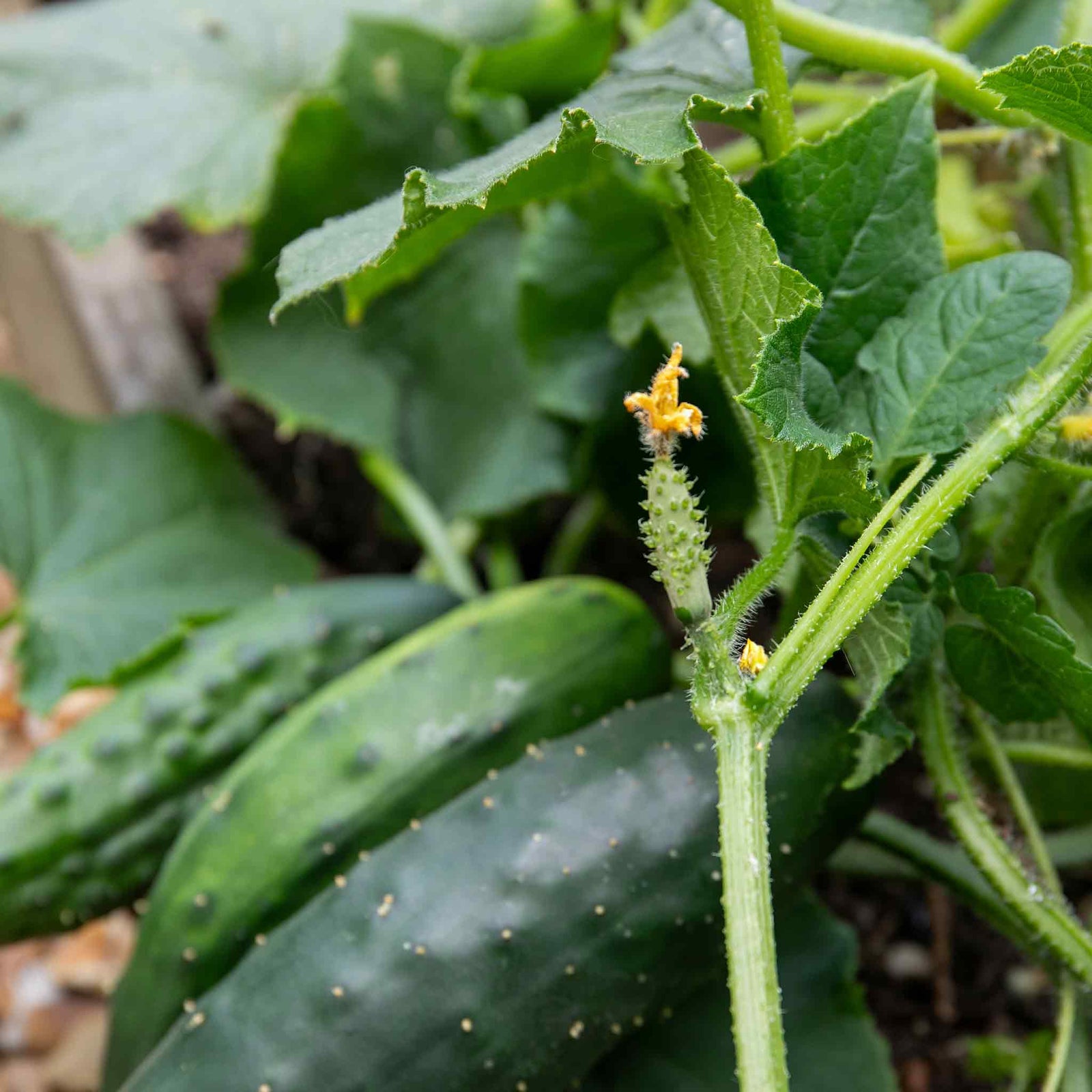 Cucumber 'marketmore' Rhs Award-winning Variety | 3 x Jumbo Plugs | Green