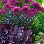 Hylotelephium Thunderhead - Sedum - 1 x 9cm Pot