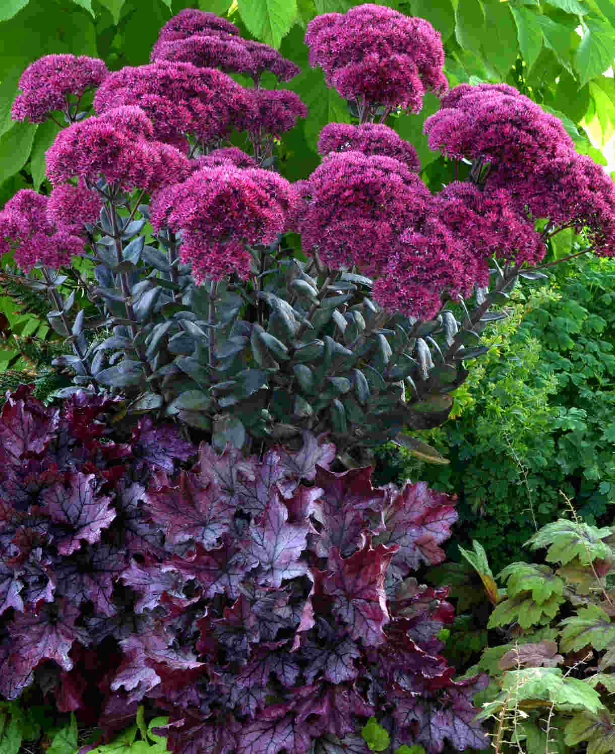 Hylotelephium Thunderhead - Sedum - 1 x 9cm Pot