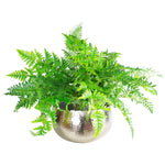 Xl Metal Bowl Planter 32 X 20cm Hammered Silver Colour - Curvy Edge
