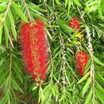 Callistemon Ridgitus Red Bottle Brush Evergreen Garden Shrub Plant