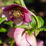 Lenten Rose - Helleborus Orientalis - Height 20-30cm - ⌀12cm | Set of 3 | Purple