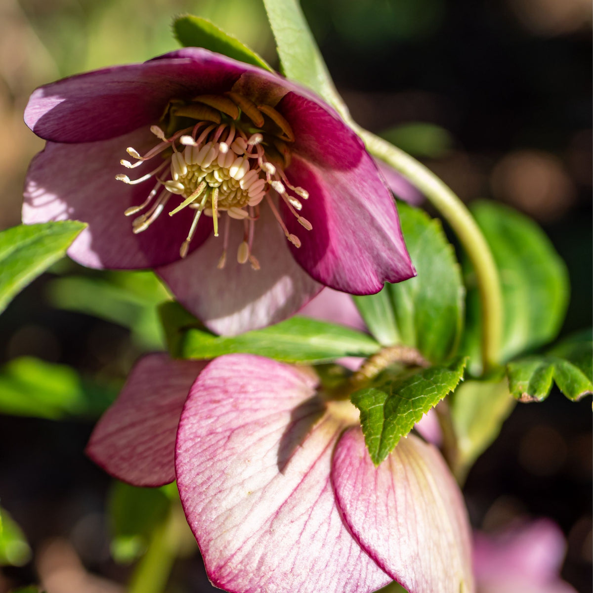 Lenten Rose - Helleborus Orientalis - Height 20-30cm - ⌀12cm | Set of 6 | Purple