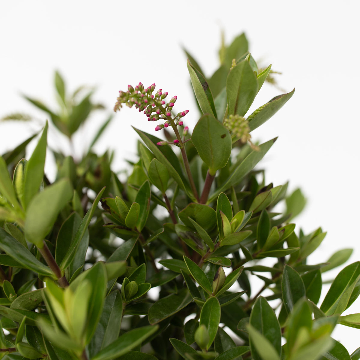 Evergreen Shrub - 3 Pcs. - Hebe All Blooms 'ranaia' - Height 30-35cm - ⌀13cm | Set of 3 | Red