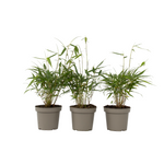 Umbrella Bamboo - 3 Pcs. - Fargesia 'asian Wonder' - Height 25-40cm - ⌀13cm | Set of 3 | Red