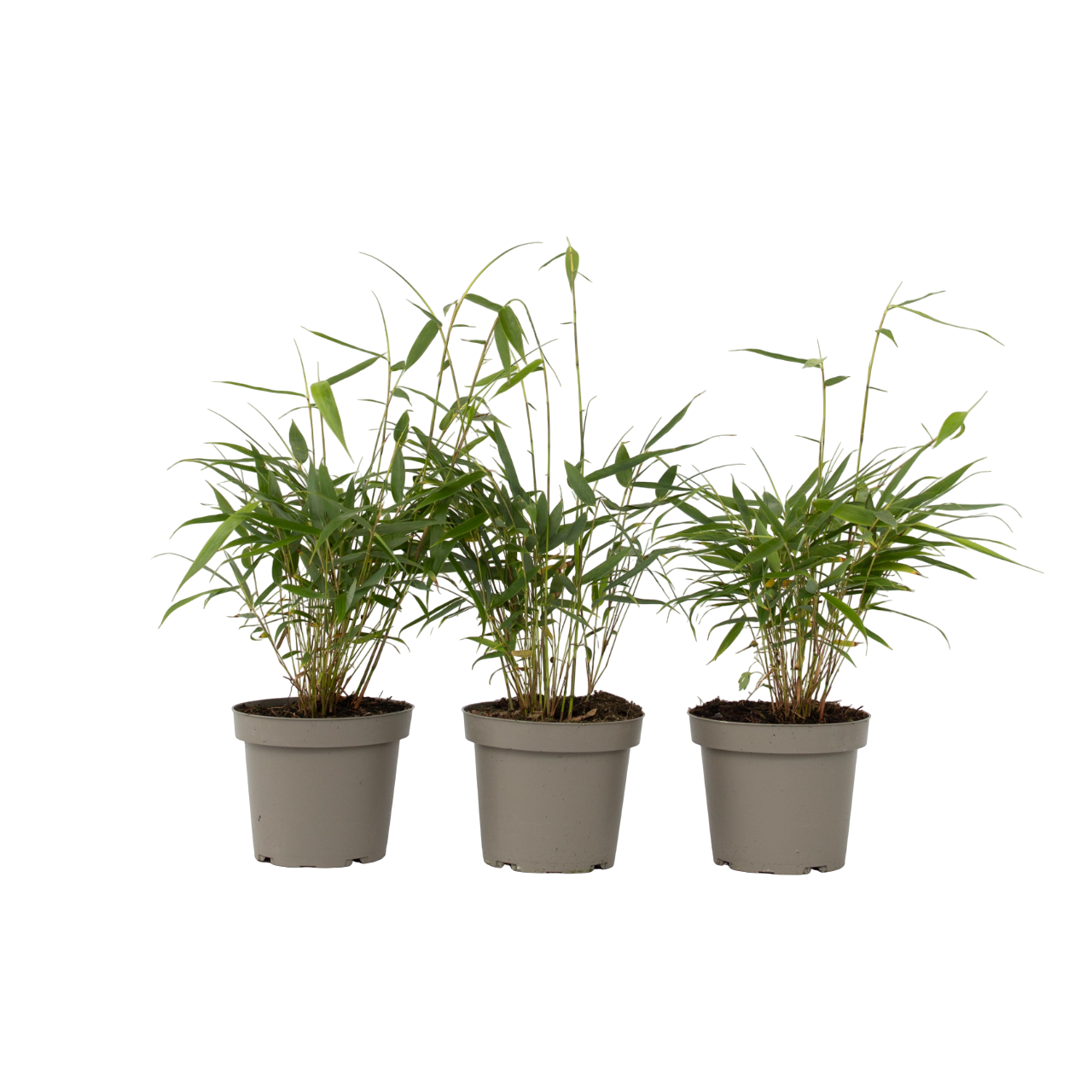 Umbrella Bamboo - 3 Pcs. - Fargesia 'asian Wonder' - Height 25-40cm - ⌀13cm | Set of 3 | Red