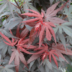 Direct Plants Acer Palmatum Skeeters Broom, 3-4ft Tall, Large Japanese Maple Tree