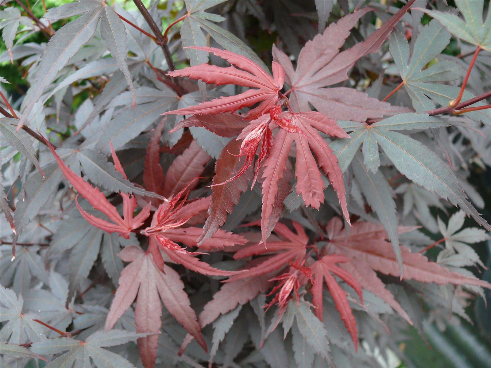 Direct Plants Acer Palmatum Skeeters Broom, 3-4ft Tall, Large Japanese Maple Tree