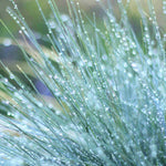 Festuca Glauca Blue Auslese - 1 x 9cm Pot | 1 x 9cm | Blue