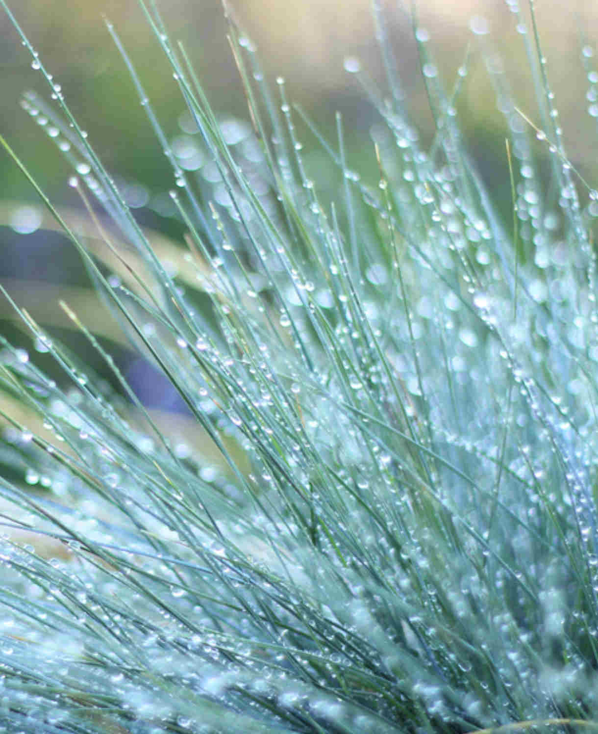 Festuca Glauca Blue Auslese - 1 x 9cm Pot | 1 x 9cm | Blue