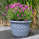 Lavender 'pink Summer' Compact Fragrant Pink | 6 x Jumbo Plugs | Purple