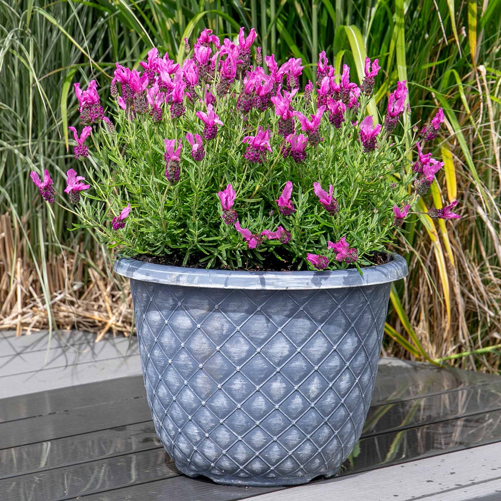 Lavender 'pink Summer' Compact Fragrant Pink | 3 x Jumbo Plugs | Purple