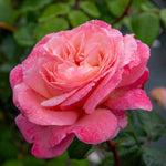 Rose 'sweet Romantica' - Hybrid Tea | 1 x Bare Root | Pink