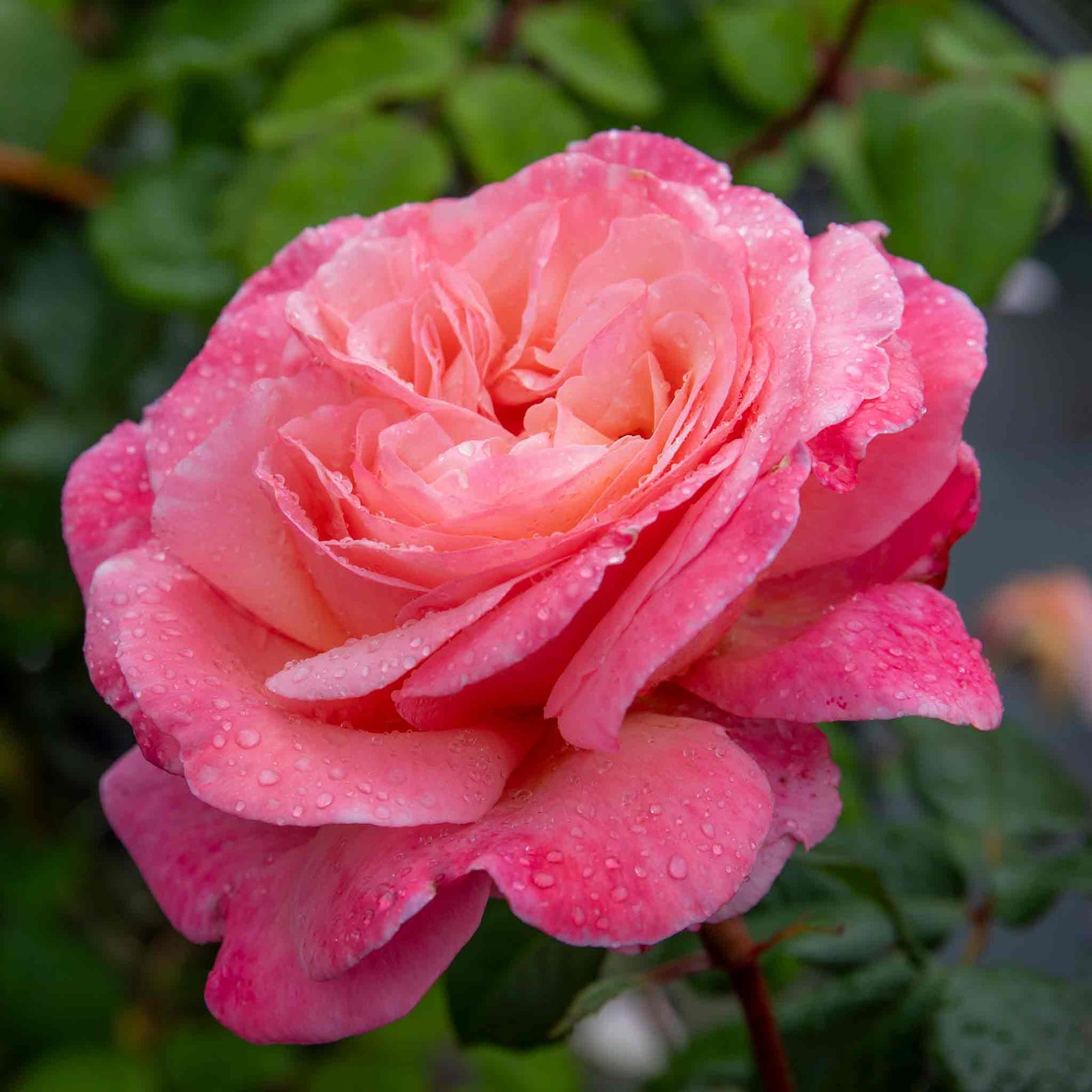 Rose 'sweet Romantica' - Hybrid Tea | 1 x Bare Root | Pink