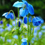 Hayloft Meconopsis Betonicifolia Lingholm - Himalayan Blue Poppy, 3 Young Plants