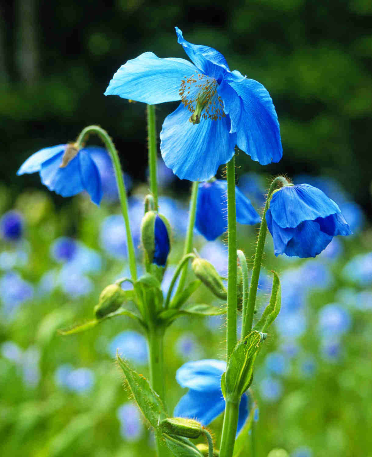 Hayloft Meconopsis Betonicifolia Lingholm - Himalayan Blue Poppy, 3 Young Plants