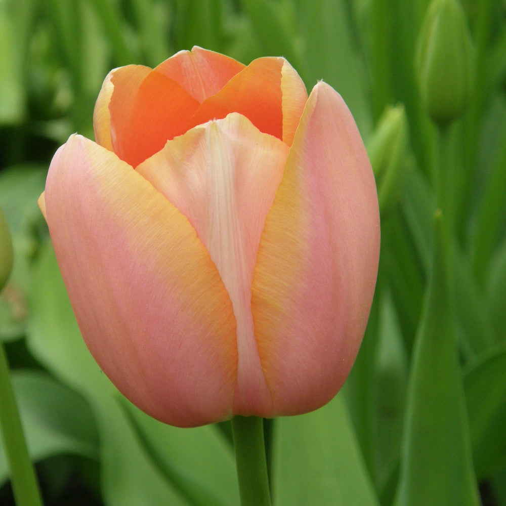 Hayloft Tulipa Apricot Impression - Apricot Hued Tulip 15 Bulbs