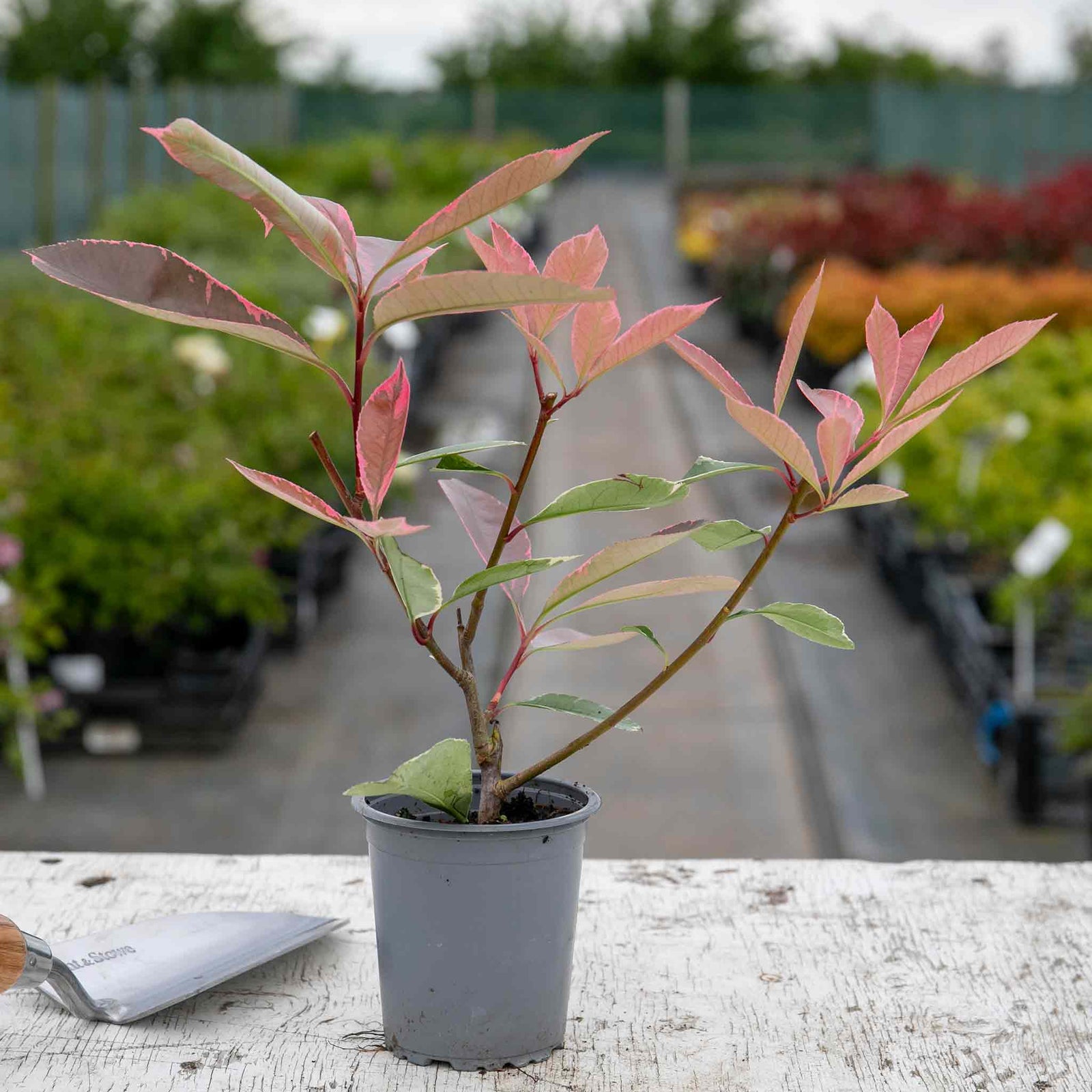 Photinia X Fraseri 'louise' Variegated Evergreen, Compact Hedge And Small Tree | 1 x 7.5L | Green & Pink