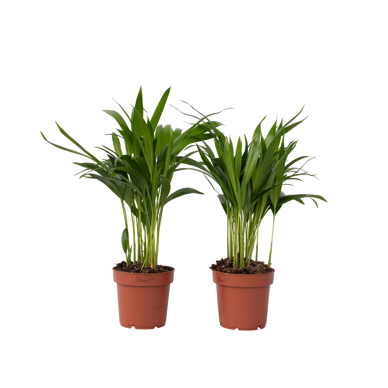 Areca Palm 'golden Cane' - 2 Pcs. - Dypsis Lutescens - Height 30-45cm - ⌀12cm | Set of 2 | Green