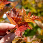 Physocarpus 'magic Ball' Compact Colour-changing Shrub | 1 x 3L