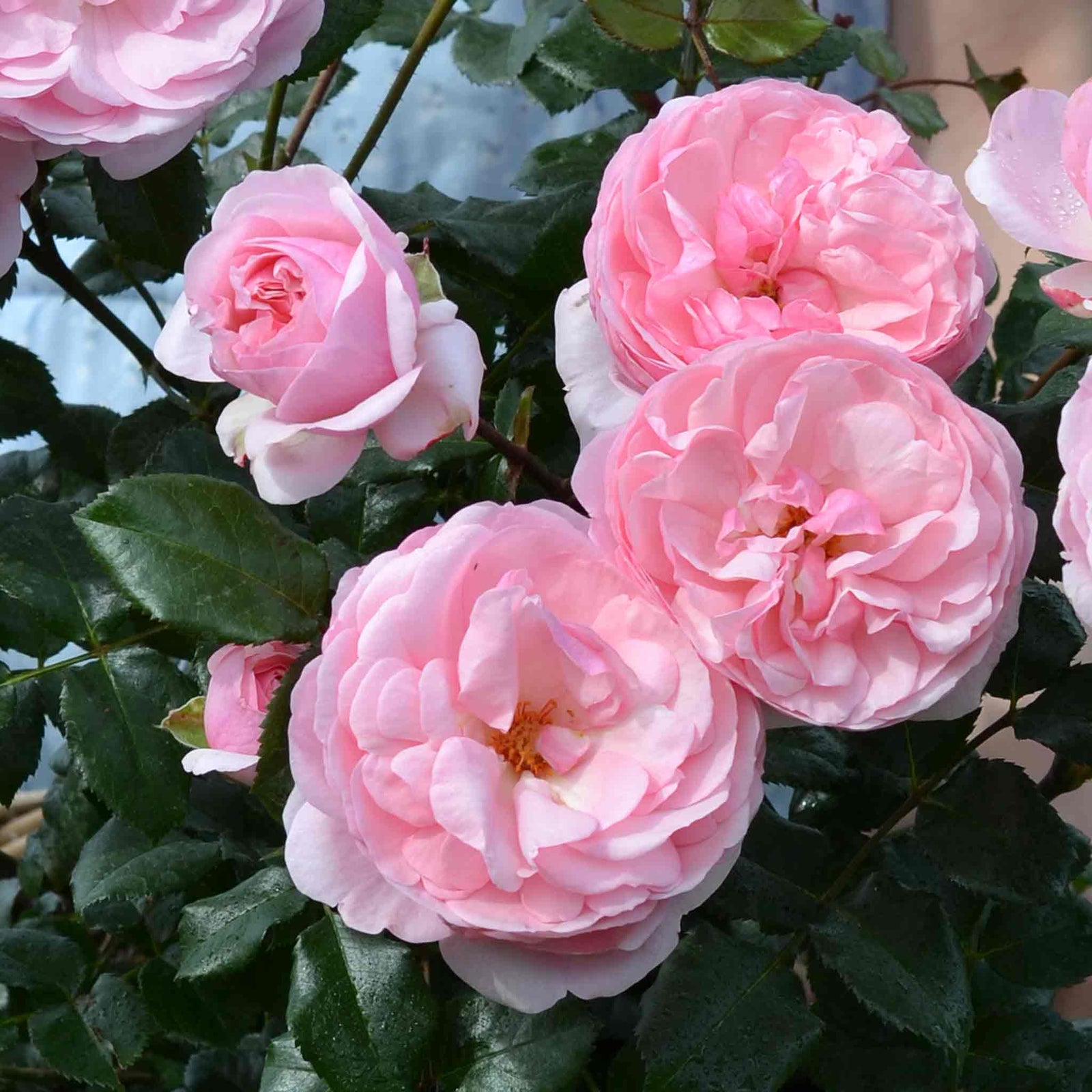 Rose 'darling' Floribunda Soft Pink Bare Root Bare Root | 1 x Bare Root | Pink