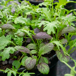 Salad Baby Leaves Oriental Mix | 12 x Plug Plants | Green