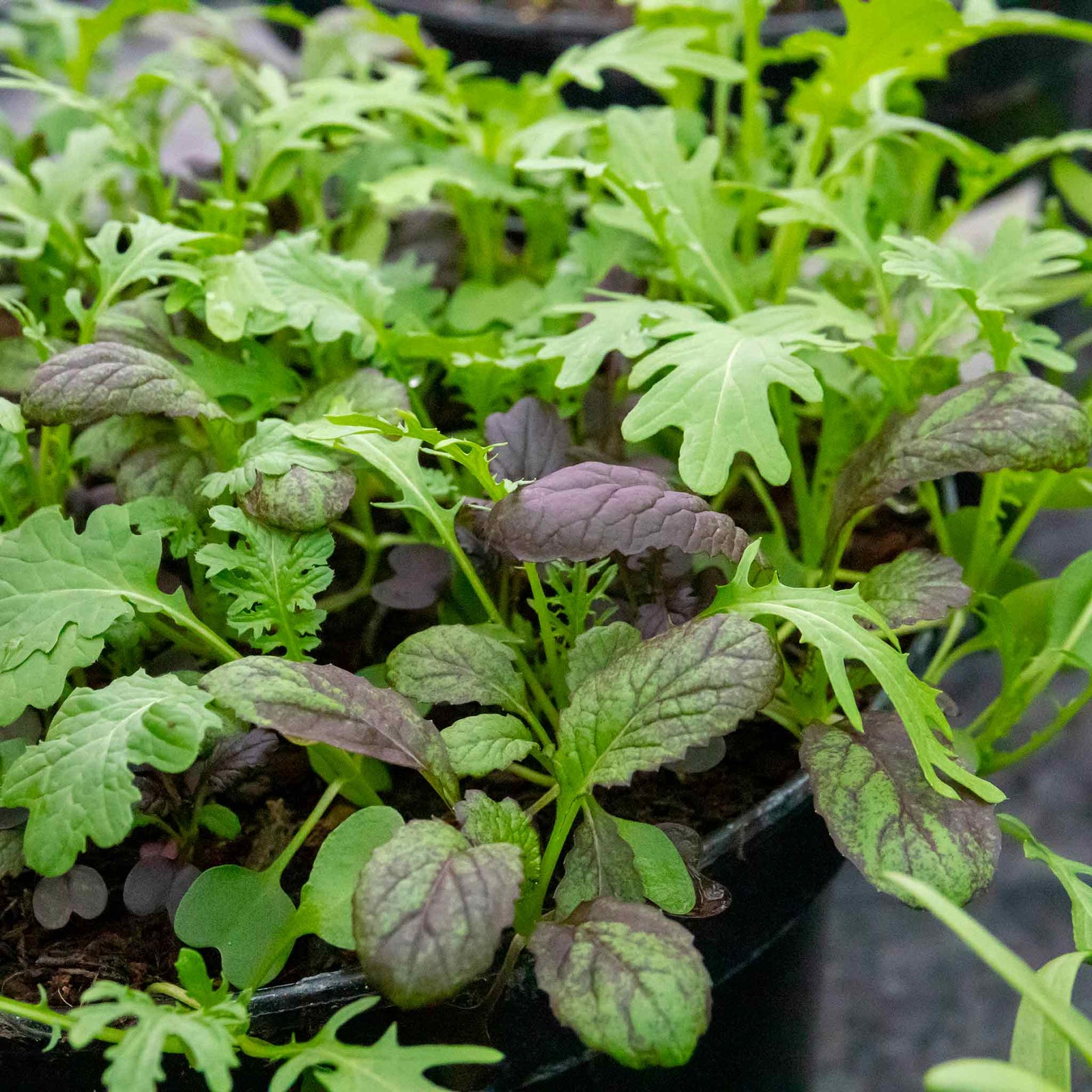 Salad Baby Leaves Oriental Mix | 12 x Plug Plants | Green