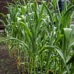 Sweetcorn Seeds Honeydew Improved F1 50 Seeds | 50 Seeds