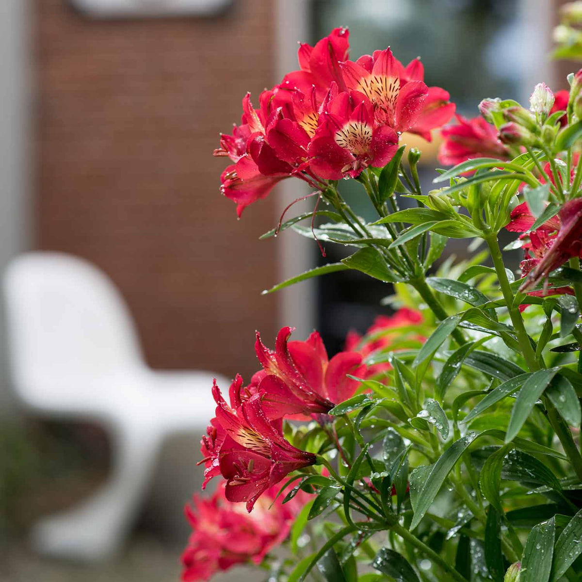 Alstroemeria 'summer Pepper' Compact Hardy Red Perennial Jumbo Plug Plants | Set of 6 | Red