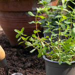 St Johns Wort 'hypericum Perforatum' | 3 x 9cm