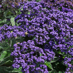 Heliotrope 'honey Blue' - Compact Fragrant Container Plug Plants | 12 x Plug Plants | Purple
