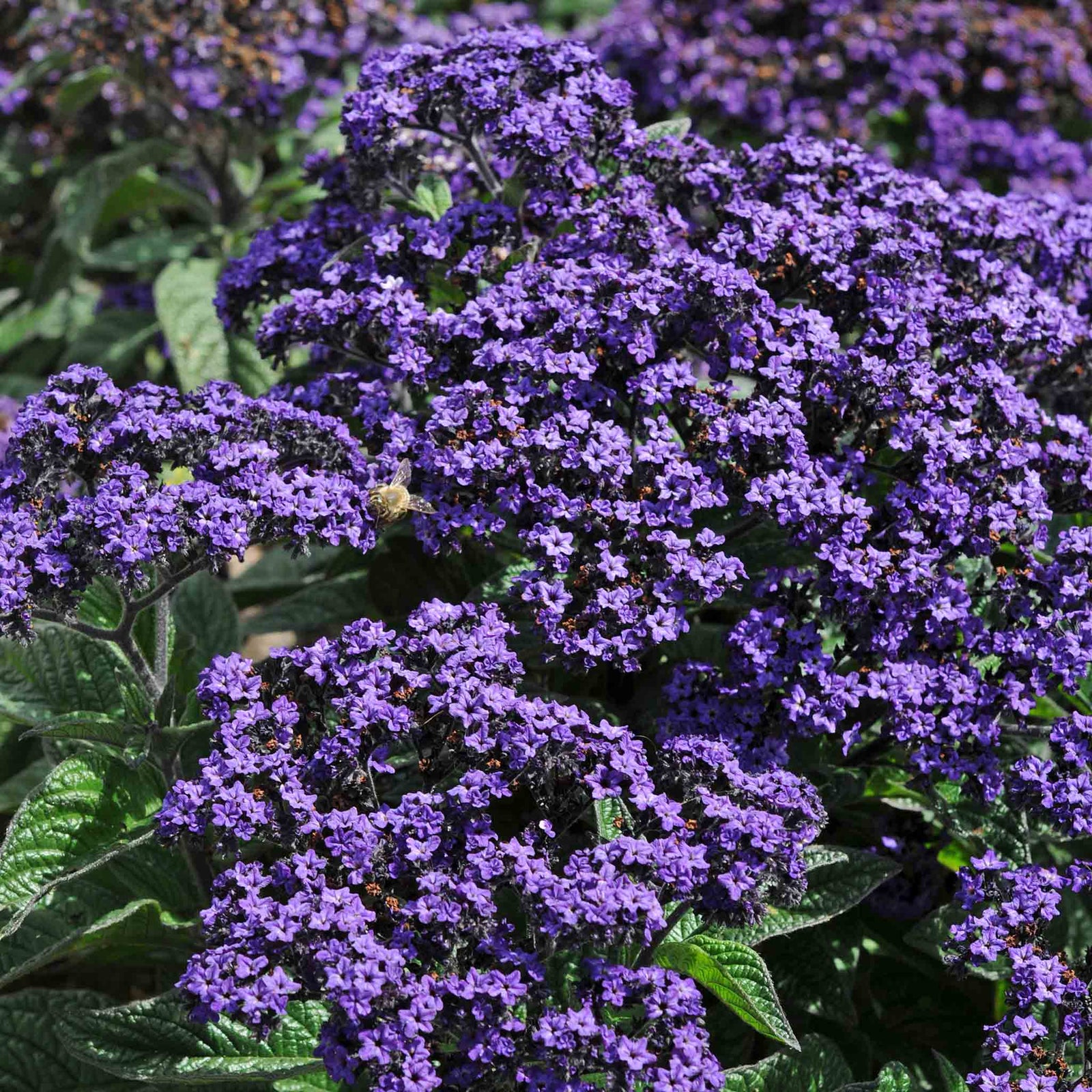 Heliotrope 'honey Blue' - Compact Fragrant Container Plug Plants | 12 x Plug Plants | Purple